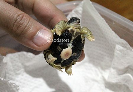 Radiated tortoise hatchling Philippines
